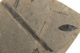 Leaf Fossil Plate - McAbee, BC #271312-1